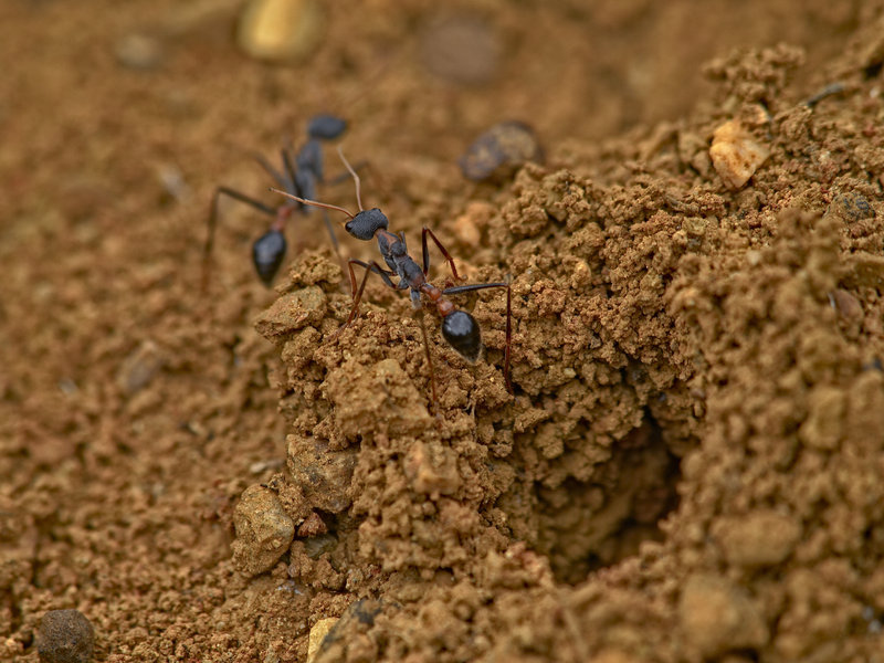 Ant, Kangaroo Island